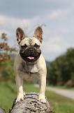 BOULEDOGUE FRANCAIS 680